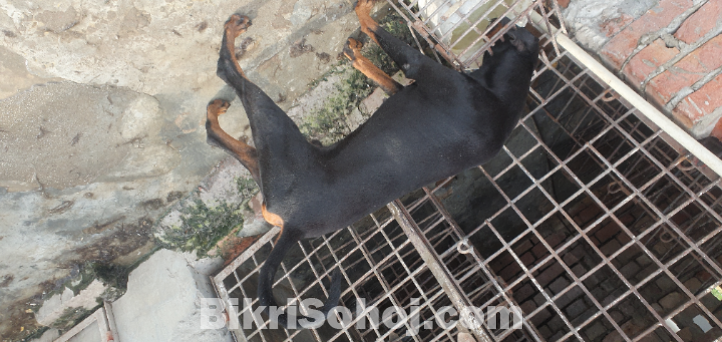 ডোবারম্যান কুকুর